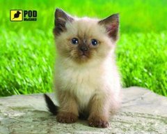 Игровая поверхность PODMЫSHKU Сиамский котик фото