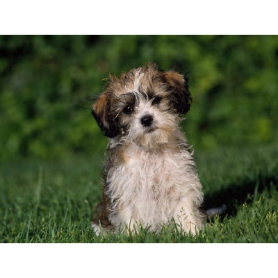 Pod Mishkou Лохматый щенок