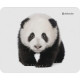 Defender Wild Animals 220x180x2mm 8 types (50803)