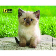 Pod Mishkou Сиамский котик