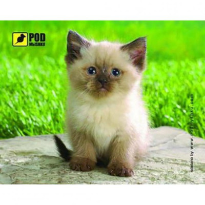 Pod Mishkou Сіамський котик