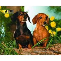 Podmyshku Таксы