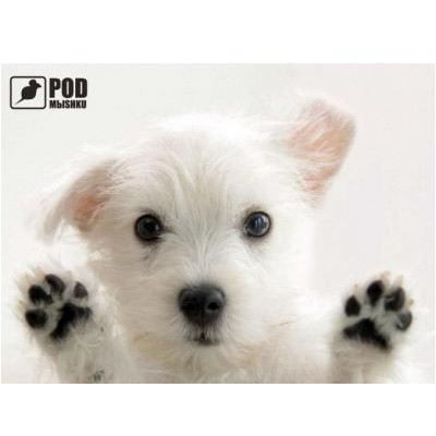 PODMЫSHKU Сиамский котик