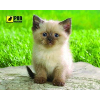 PODMЫSHKU Сиамский котик